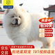柴墨精品松獅幼犬狗狗活體幼崽（簽訂合同）保障 專(zhuān)做繁育20多年 寵物級 【精品松獅】