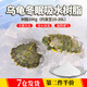 廬播 吸水樹脂烏龜冬眠套裝高分子保濕保水劑爬寵防寒保暖冬眠用品 冬眠樹脂100g（約發(fā)至15-20L）