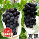 歐悟【買(mǎi)2顆送1顆】嫁接葡萄樹(shù)苗 南北方種植盆栽地栽庭院陽(yáng)臺果樹(shù)苗 夏黑葡萄 六年大苗當年結果