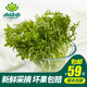 小湯山 花葉生菜（苦苣） 約300g 新鮮蔬菜當(dāng)天采摘北京農(nóng)場順豐到家