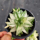迎虞花苑 虹之玉錦多肉新品群生多肉植物帶盆栽好發(fā)貨帶盆多肉大顆多肉 京之華玉露錦8厘米左右