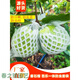 番石榴套袋網(wǎng)袋芭樂(lè )防蟲(chóng)網(wǎng)袋專(zhuān)用一體泡沫包裝袋石榴袋水果網(wǎng)套 厚款100套