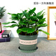 惜林園萬(wàn)年青盆栽植物室內大型綠植四季常青大葉四季好養花苗 萬(wàn)年青30-40cm8-10棵(1加侖盆) 規格