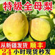 驕瑰【新疆直發(fā)】庫爾勒香梨全母梨特級小香梨當(dāng)季新鮮水果整箱禮盒 5斤甄選全母梨王 150克+ 順豐新疆直發(fā)