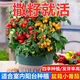涵宜盆栽小番茄種子四季種陽(yáng)臺室內盆栽矮生櫻桃番茄種子蔬菜水果種子 盆栽紅番茄種子【新種】 1包約100粒+贈