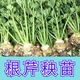 進(jìn)口根芹秧子根芹苗秧皇后西芹苗種苗春天四季盆栽高產(chǎn)芹菜苗抗病 【綠草茸茸】根芹苗6顆收藏送肥