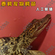 SMVP寵物小鱷苗魚泰鱷寵物幼崽養(yǎng)爬寵幼苗人工養(yǎng)殖包活到家 泰鱷30公分左右【入門推薦】