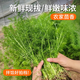 密農人家 農家新鮮茴香 現割小茴香 餃子餡 新鮮蔬菜 鮮嫩茴香苗 500g