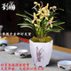 劉閣蘭花建蘭四季蘭花苗矮種禪月達摩 現帶花苞出售桌面盆栽花卉好養綠植 3苗連體裸根帶白色盆種好