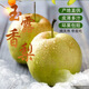果味鮮玉露香梨【現(xiàn)貨速發(fā)】 新鮮水果梨子  脆甜多汁 核小無(wú)渣 帶包裝5斤 單果250克左右