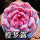 花懋多肉植物 多肉精選 辦公室室內(nèi)陽臺紅寶石玉露桃蛋熊童子紅色系列 3-4厘米【橙夢露】 【沒有盆土】