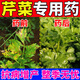 芹菜專(zhuān)用藥防治軟腐病霜霉病黃葉爛根枯萎葉斑病西芹增產(chǎn)拉長(cháng)肥料 300ml 1瓶 裝【芹菜專(zhuān)用】