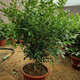 亞招 獨桿米蘭九里香盆栽花四季開(kāi)花不斷室內香花植物凈化空氣老樁