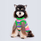 MIKI PAD狗狗衣服春秋條紋針織背心貓咪衣服小型犬夏天透氣比熊泰迪雪納瑞 彩虹條紋毛衣 XL 胸圍48cm(參考體重15-20斤)