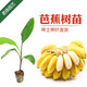 君揚皇帝蕉 粉蕉 芭蕉 紅香蕉苗 皇帝蕉 B6 矮化  庭院種植 帶土帶葉 芭蕉15-20CM高（帶土帶葉）