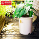 愛麗思（IRIS）花盆大號Deepot深型加厚花盆鐵線蓮樹脂大口徑塑料加厚花盆無盆托 14號 白色  (口徑46.5cm)