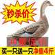 農(nóng)家散養(yǎng)土鴨鴨肉嫩鴨子草鴨白條鴨麻鴨新鮮現(xiàn)殺鴨血 新鮮土鴨二只(精選裝) 現(xiàn)貨速發(fā)