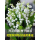 懶人熊10顆帶芽鈴蘭根花苗濃香小型盆栽綠植耐寒種球風(fēng)信子室內(nèi)花 鈴蘭帶芽50棵送2包肥料開花爆盆