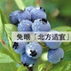 種花迷仟草集藍莓樹苗盆栽地栽藍梅樹當年結果 奧尼爾藍莓 南方北方果樹 兔眼 3年苗