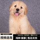 寵六福純種金毛幼犬寵物狗狗活體小狗活物幼崽 寵物級 A級 母