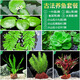 瘋狂水草浮萍水草魚(yú)缸造景水生植物古法魚(yú)缸水草真水草凈化1 源頭直發(fā)包郵