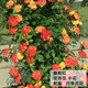 沫澄3顆 耐寒薔薇花苗爬藤四季開(kāi)花室內盆栽室外藤本月季花卉易活植物 12藤彩虹 精品花苗 不含盆