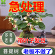 小盼菩提樹(shù)盆栽帶果發(fā)貨室內(nèi)客廳辦公室桌桌擺植物辦公室四季花卉 菩提【帶果發(fā)貨】原盆原土