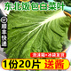 良知農(nóng)哥【順豐】東北新鮮白菜葉 商用打飯包白菜葉蘸醬蔬菜 20片菜葉+醬 空運(yùn)