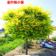 金葉榆樹(shù)苗 中華金葉榆速生榆樹(shù)苗榆樹(shù)小苗 黃金榆苗 庭院景觀(guān)風(fēng)景樹(shù)苗園林工程綠化苗木彩葉植物 50--70公分高