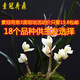 云南室內蘭花苗老種客廳花卉盆栽蘭花蓮瓣蘭【素冠荷鼎】 素冠荷鼎組培3苗連體只要19.8 不含盆
