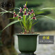 劉閣蘭花蘭花苗 四季蘭名貴名品紅素花 赤誠 夏帶花苞出售高檔花卉盆栽 2苗連體裸根