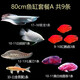 樂(lè)淘逸寵銀龍魚(yú)活體大中型熱帶觀賞魚(yú)魚(yú)缸寵物淡水風(fēng)水魚(yú)發(fā)財(cái)魚(yú)金龍魚(yú) 80cm魚(yú)缸套餐A發(fā)順豐