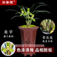 華香園蘭花 龍字 春蘭老八種之一 濃香型不帶花苞室內外辦公室內綠植 龍字3苗連體裸根  帶花苞