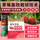溫室草莓高效優(yōu)質(zhì)生產(chǎn)技術(shù)+圖說草莓栽培關(guān)鍵技術(shù) 草莓高效種植書籍 草莓無土栽培技術(shù) 草莓病蟲害防治 草莓育苗技術(shù)書籍