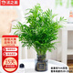 沭之美袖珍椰子水培植物花瓶桌面綠植   袖珍椰子+霧灰玻璃瓶 源頭直發(fā)