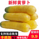 林中山黃蘿卜新鮮胡蘿卜今年新貨新疆手抓飯專用黃蘿卜蔬 凈重5斤