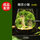 苔蘚微景觀(guān)創(chuàng  )意桌面微觀(guān)造景植物擺件禮物減壓綠植生態(tài)瓶diy材料 精靈小鎮-（成品發(fā)貨）