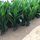 雅卉一葉蘭盆栽四季長(cháng)青室內客廳觀(guān)葉植物綠植盆景一葉蘭室內綠葉 一葉蘭10棵苗 不含盆