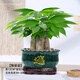 手耕田三桿發(fā)財(cái)樹(shù)盆栽好養(yǎng)易活辦公室內(nèi)植物辦公室客廳綠植小盆景樹(shù)花卉 三桿發(fā)財(cái)樹(shù)-進(jìn)寶 主圖款 含盆