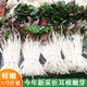 蔬果哆【新】  新鮮應季 魚(yú)腥草 折耳根 白芽 嫩芽  現挖 1000g(兩斤)