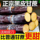 廣西新鮮黑皮甘蔗中段熱帶水果當(dāng)季整箱批發(fā)包郵甜桿脆皮甘蔗特產(chǎn) 3斤 精選黑皮甘蔗