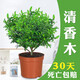 想開正宗清香胡椒木盆栽防驅(qū)蚊草植物好養(yǎng)室內(nèi)花卉綠植樹苗盆景 簡(jiǎn)裝清香木大