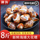 花螺鮮活新鮮海螺特大號海鮮水產(chǎn)鮮活鮮凍冷凍東風(fēng)螺花螺貝類(lèi)順豐 精選大號花螺半斤