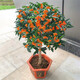 慕爾森嫁接桂花樹(shù)苗庭院四季開(kāi)花金桂濃香型流蘇嫁接老樁盆栽花卉植物 【狀元紅】【嫁接苗】 【2厘米粗】當年開(kāi)花