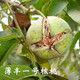 核桃樹(shù)苗幼苗嫁接薄皮香玲文玩核桃碧根果南方北方種植紙皮核桃苗 薄豐一號核桃【四年苗 當年結果】 111cm(含)-140cm(含)