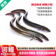 品鮮肴淡水魚(yú)生態(tài)淡水河鰻魚(yú)白鱔鰻鱺魚(yú)漁民現捕鮮活魚(yú)現殺淡水海鮮水產(chǎn) 凈膛后600-650g/條【1.5現殺】