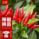 北蔬 朝天椒苗簇生大果帶土發(fā)貨蔬菜苗 簇生朝天椒苗6棵源頭直發(fā)包郵