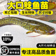 南方兩須大口鯰魚(yú)苗耐低溫淡水養(yǎng)殖冷水肉食土鯰河鯰塘鲺魚(yú)苗 大口鯰魚(yú)苗12-15厘米 20條 +2條