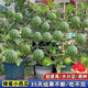 超甜蜂蜜小西瓜種子紅玉無籽小西瓜四季種植陽臺庭院盆栽水果種子 蜂蜜盆栽小西瓜種子（30天可吃） 高產(chǎn)良種：1包約40?！拘路N
