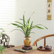 八芽建蘭素心盆栽天香素濃香型觀蘭花植物室內(nèi)四季好養(yǎng)名貴帶花苞花卉 建蘭-萬重山盆-紫砂托-方托 帶盆栽好